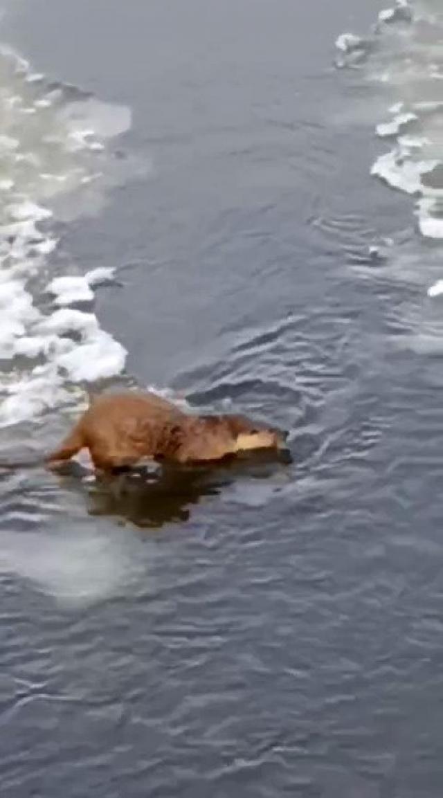 Su samuru, buz üstünde balık yerken görüntülendi