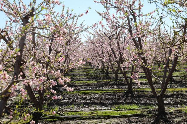 Hava sıcaklıkları şeftali ağaçlarına çiçek açtırdı