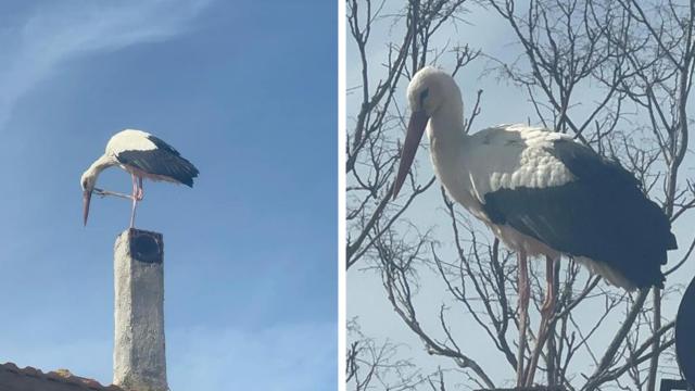 Bu sene bir ilk mi yaşanacak? Eşi geldi, Adem Amca'nın Yaren leylek nöbeti başladı