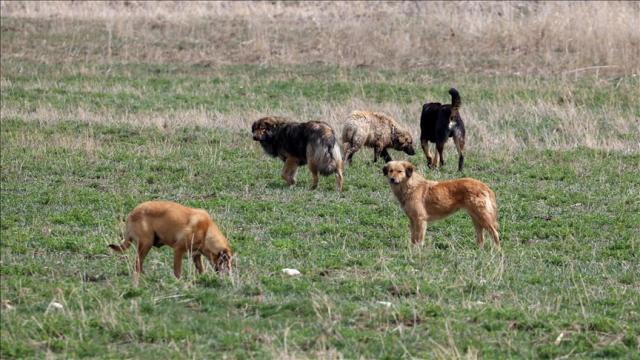 Sakarya Valiliği'nden 'köpek ölümü' iddialarına ilişkin açıklama