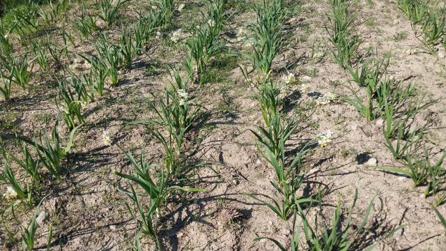 Doğada kendi kendine yetişiyor. Aşk çiçeği gelir kaynağı oldu