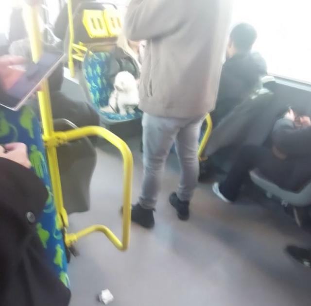 Metrobüste köpek koltukta oturdu, tartışma konusu oldu