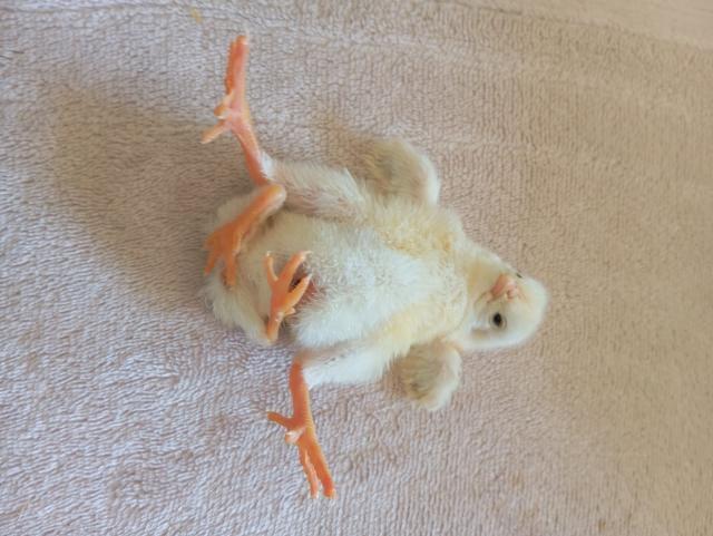 Diyarbakır'da dört ayaklı civciv şaşırttı