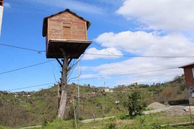 7 metre yüksekliğe ağaç ev yaptı
