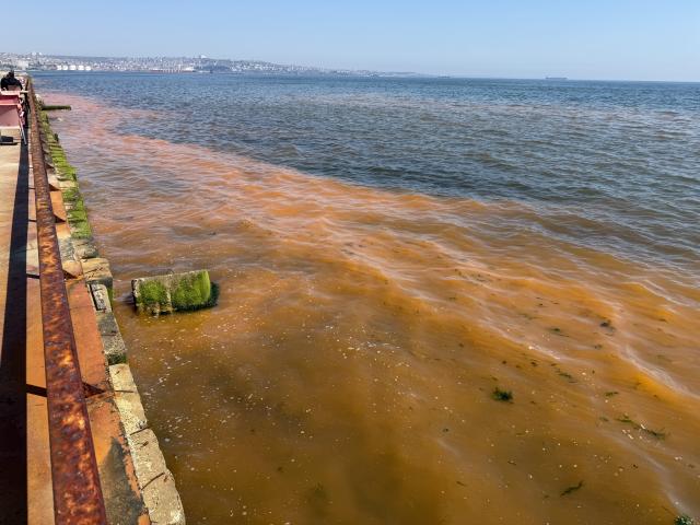 Tekirdağ'da şaşırtan görüntü: Deniz turuncuya döndü